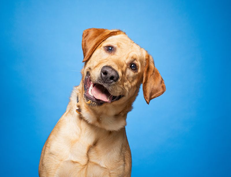 What Should I Look for in a Dog Joint Supplement?