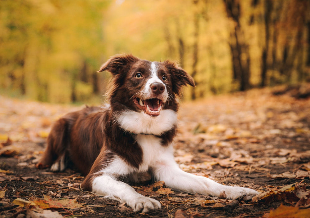 Hip Dysplasia in dogs