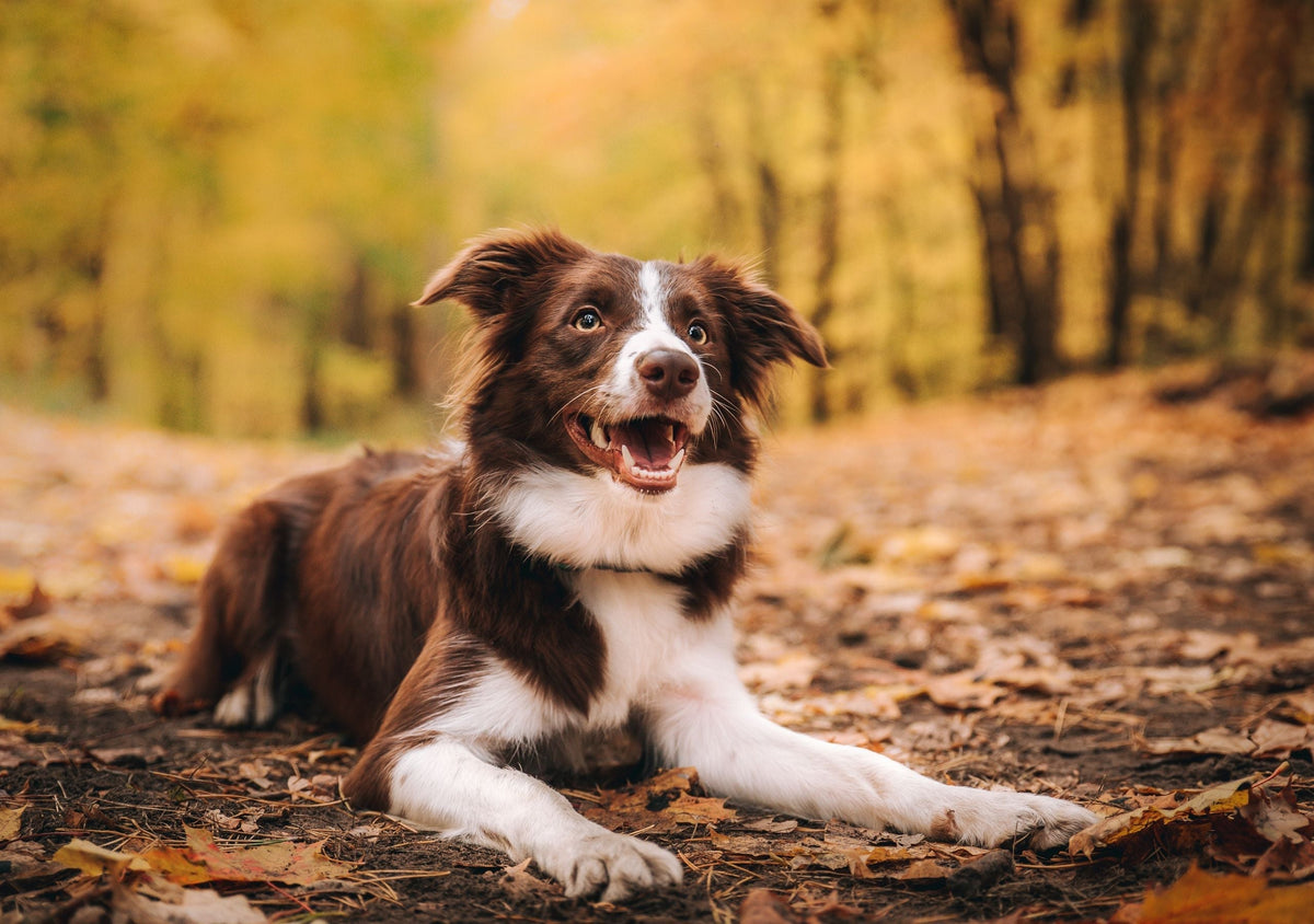 Hip Dysplasia in dogs