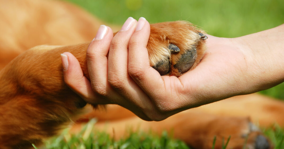 can dogs take boswellia