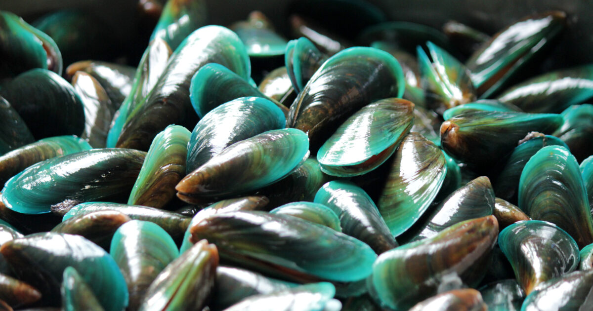 K9 natural sales green lipped mussel